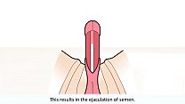 sex объяснение мужского оргазма porn
